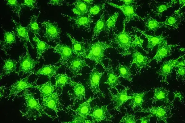 Recombinant HEK293 cell line used for GLP-3 R receptor assay profiling
