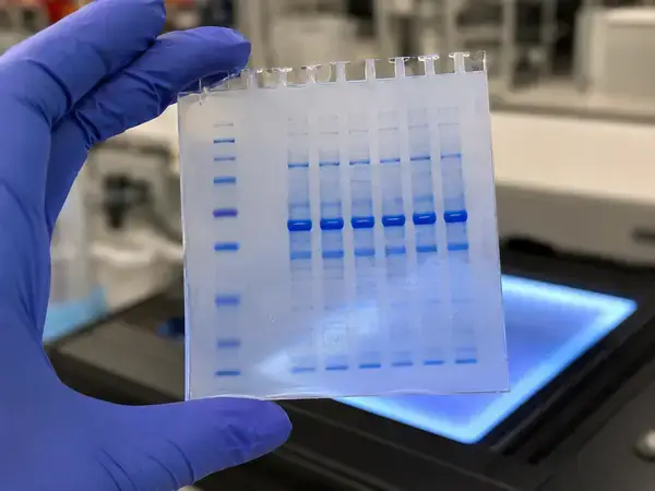 SDS-PAGE gel used for IGF-1 analog purity analysis
