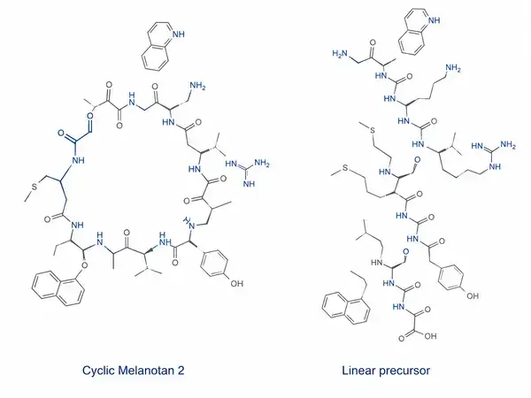 Cyclic Melanotan 2 structure compared to linear peptide precursor